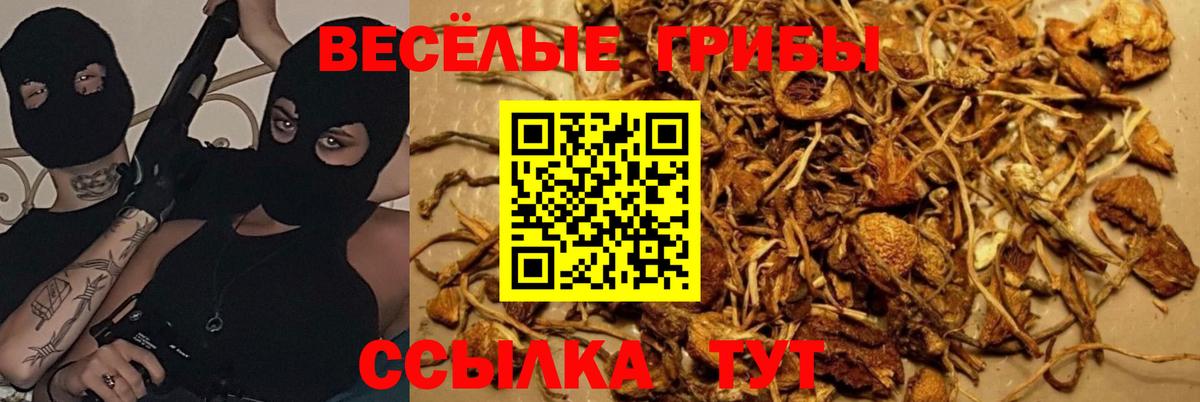 купить   Псилоцибиновые грибы MAGIC MUSHROOMS  Вход с VPN  Арзамас 